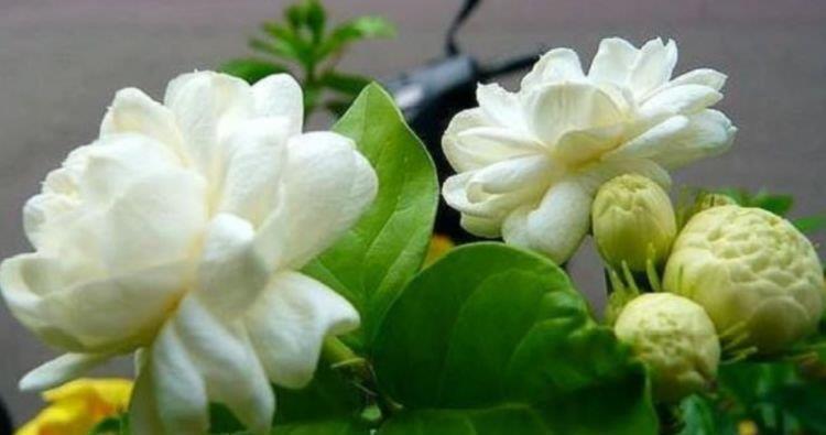 发财树|养花就养4种花,家里养一盆,花美心情好,一养就上瘾