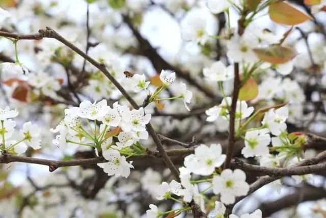 花花喊你来赏春啦！你能认识几朵花？挑战一下~