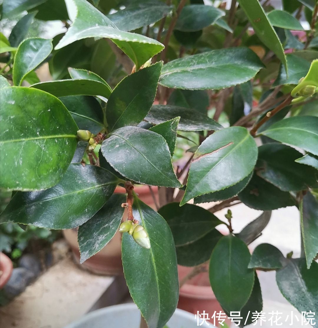 茶花|家里养2种花，6月以后切记别修剪，不然没花看