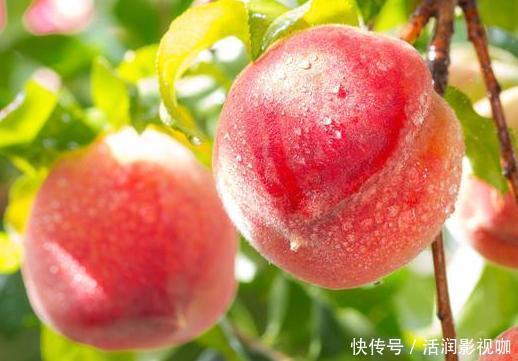 多汁|买桃子时牢记4点,挑出来的桃子香甜多汁,别再被卖家忽悠了