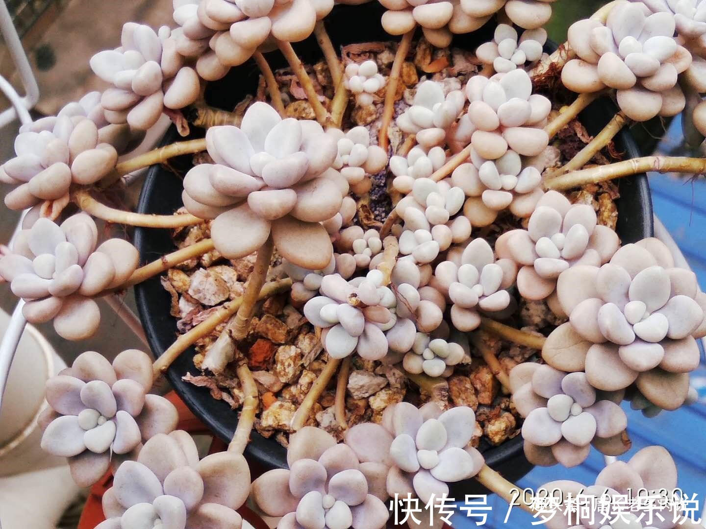 黑腐|养多肉7年,我的多肉夏天基本不会出现黑腐,来看看是怎么做到的