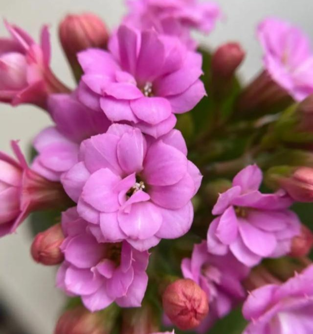 花色|75个长寿花品种,一个比一个美,一起来认识一下吧!