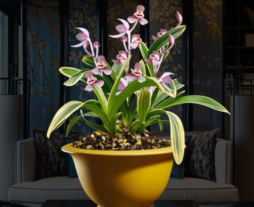  红杆|这款兰花比月季还美“三分”，红杆红花，香味扑鼻，每年开花数次