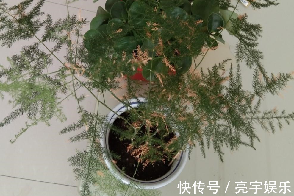 浇水|文竹发黄了怎么办全部剪掉,就能长出新叶子!