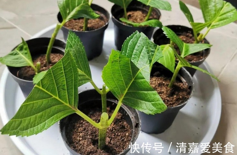 没有生根粉，扦插育苗不用怕，拿这3样水泡泡，效果一样