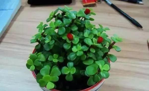 最适合家人养的四种花,健康长寿又养心!