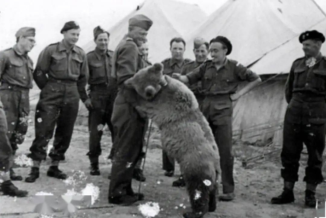 波兰部队|一只爱抽烟喝酒的棕熊，居然还成为了二战英雄