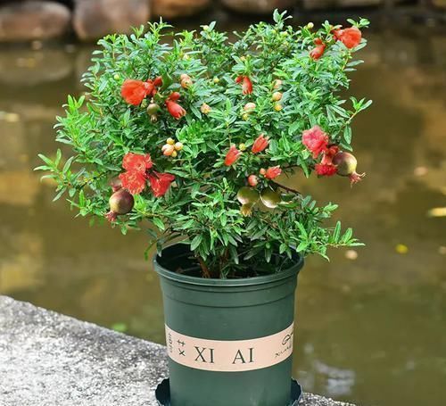 芍药|古人最喜欢的8种“吉祥花”,养一盆日子越过越舒心