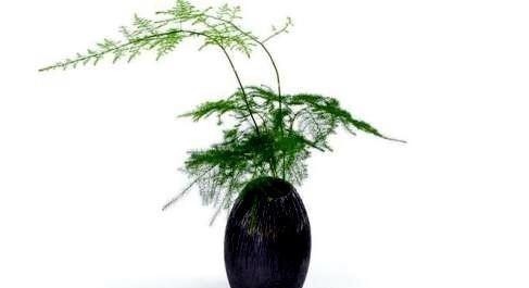 养文竹|养文竹，记得在土壤里埋点它，顺便浇碗汤，蹭蹭不停长，绿的反光！