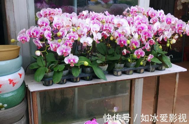 青苔|发现蝴蝶兰花谢后,第一时间该怎么处理才能让它年年开花?