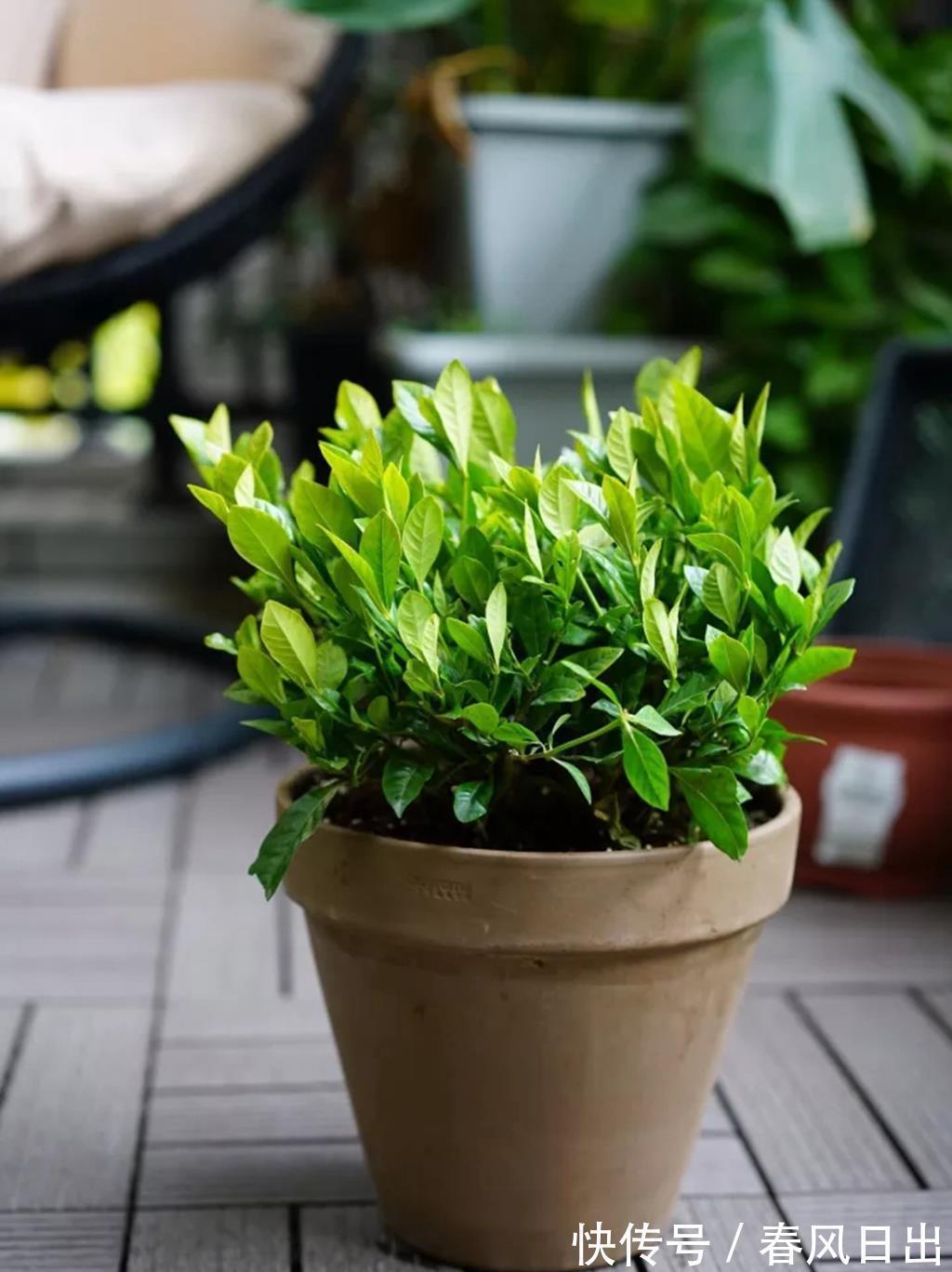 花苞|栀子花不开花,2个根源要明白,别踩雷,开花一茬又一茬