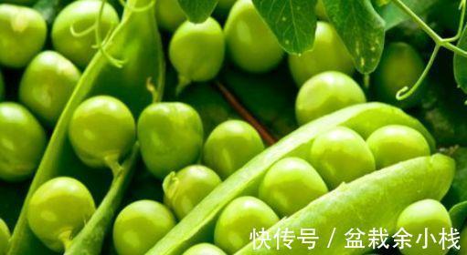 冬病夏治|养生要常吃以下3种食物,滋养肌肤,预防近视,提高免疫力