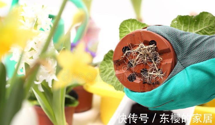 根系|花草换盆旺季来临,学会“三看三观察”,换盆就是小菜一碟