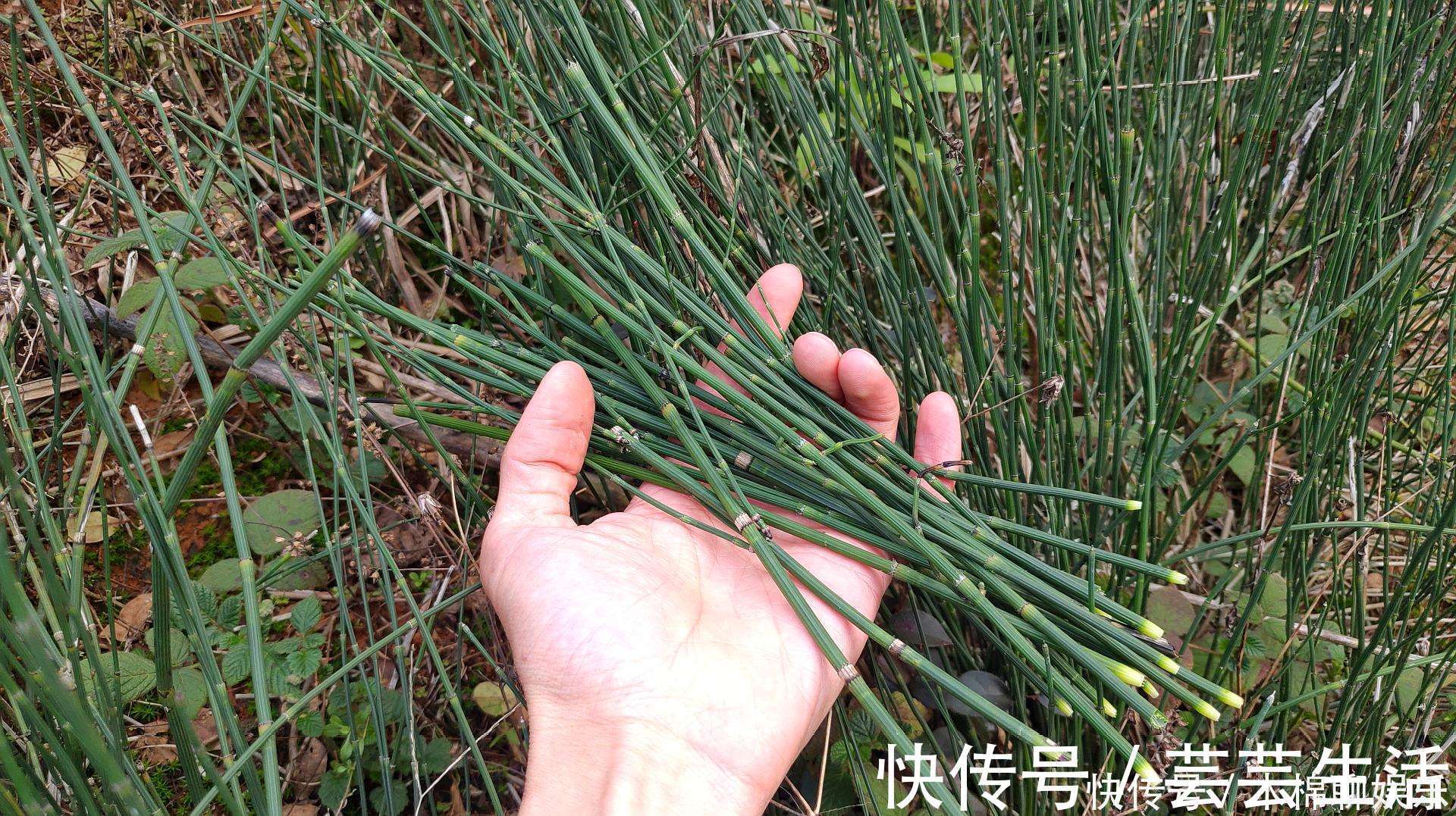 谷精草|农村长得非常好玩的节节草，浑身上下都是个宝，用好可治4种病