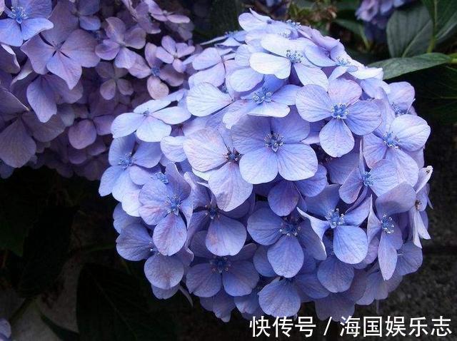 遮阳网|抵不住高温花卉全死了，那就剪成“秃秃花”，1个月又重新长爆盆