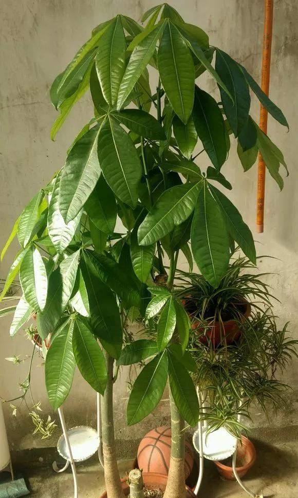 4种花好看但是“难养”,老手不敢养,新手养不好,别轻易入坑