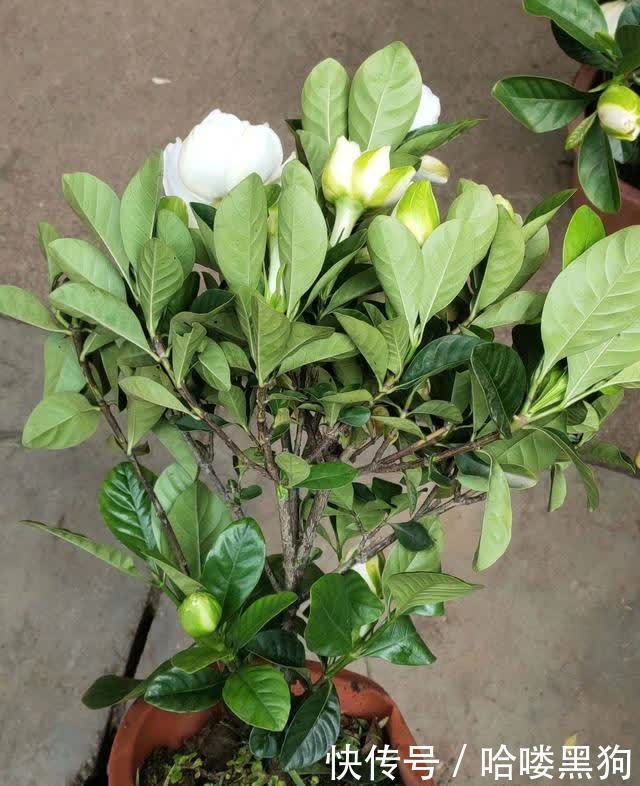 栀子花真好养,这三个养殖方法包你玩转栀子花