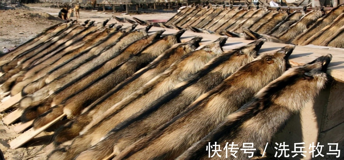 商场|上千家企业倒闭,曾经被“抢着买”的皮草,为何现在却卖不动了?