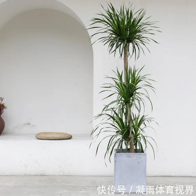 幸福树|2021年最流行的客厅花卉植物,看看哪种最适合你家