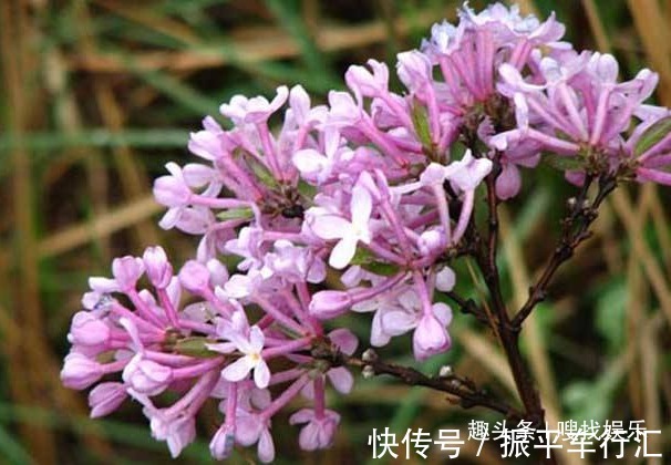 此花花色妩媚绚丽,盛开时犹如一位女子翩翩起舞,模样楚楚动人