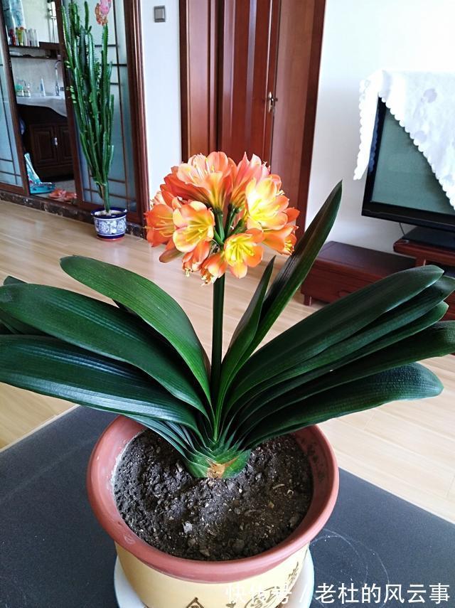 君子兰还不开花现在“虐一虐”,春节“乖乖”开花,吉祥又喜庆