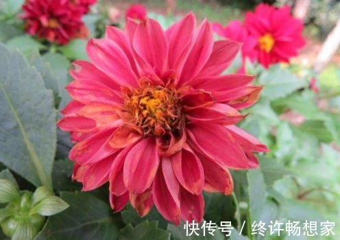 阳台种这5款花,花朵似绣球,花开繁盛惹人爱,开成花海挤爆阳台