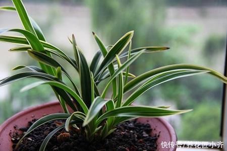 兰花烂根空根怎么办?关键是栽种不得当,一定要掌握好技巧才行