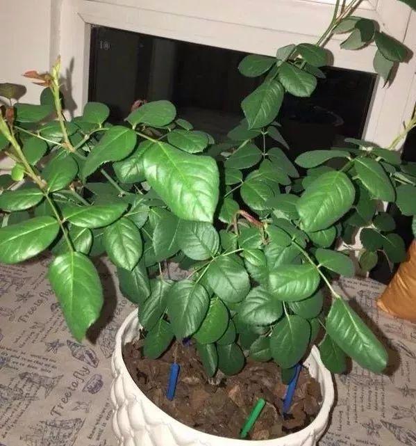 盆土硬成大疙瘩,浇点松土剂,立马软得像发糕!