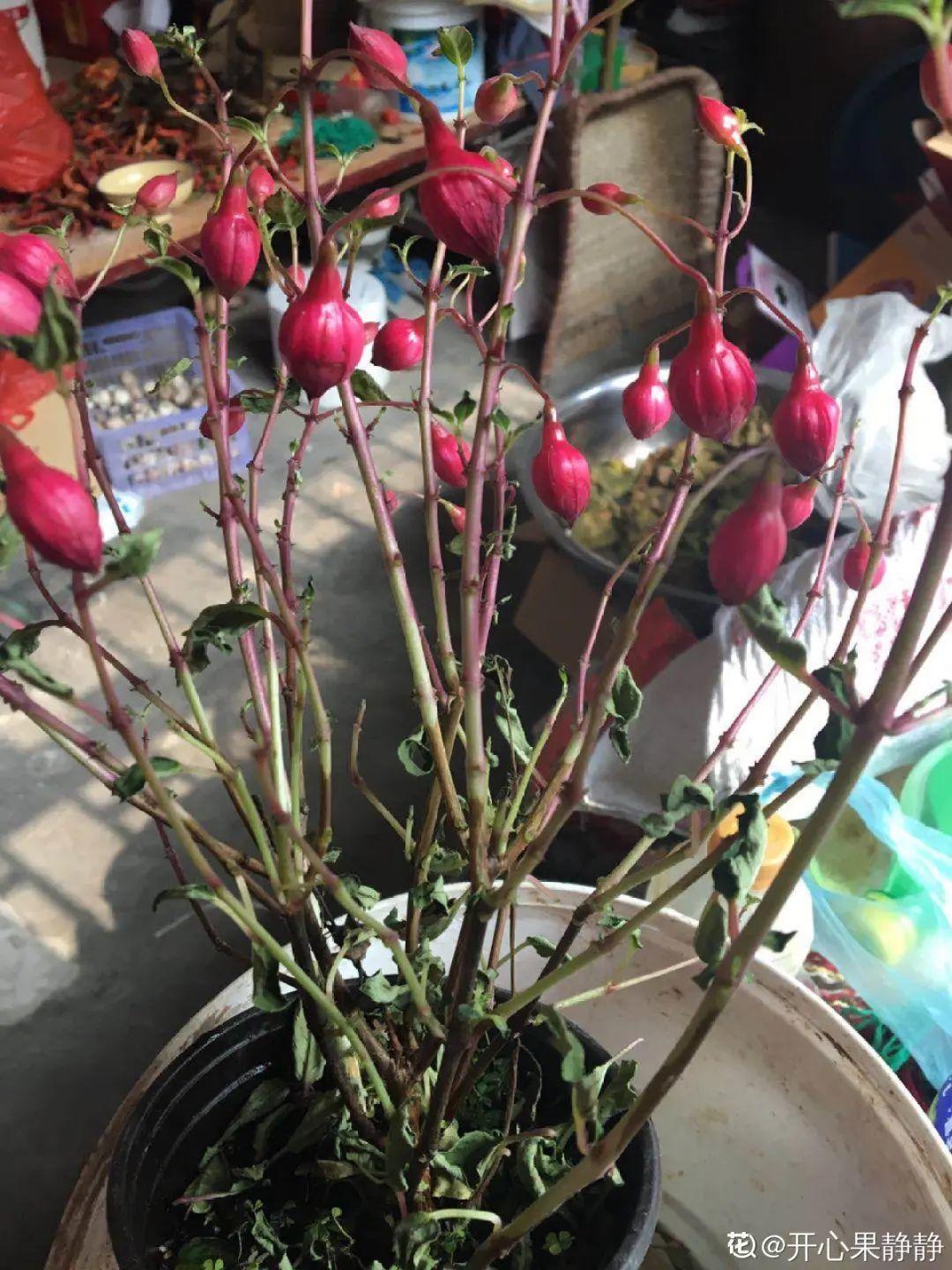 浇水|10种花要控水,天热反而不能浇,一浇水就死