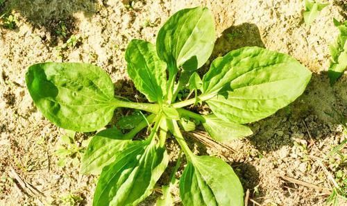  防治|“第四高”高尿酸，如何防治？专家透露：多吃这4种天然食物