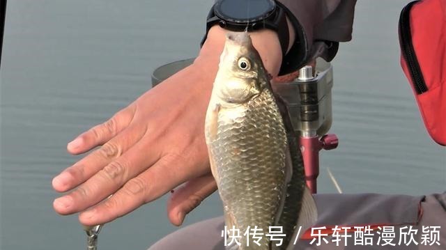 饵料|冬季野钓调整这7个方面,温度再低也有好渔获