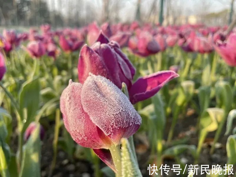 郁金香|上海这里刷屏了！30万株反季节郁金香盛开！提前感受早春氛围
