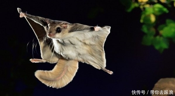 证实|《山海经》中被证实真实存在的动物有哪些?