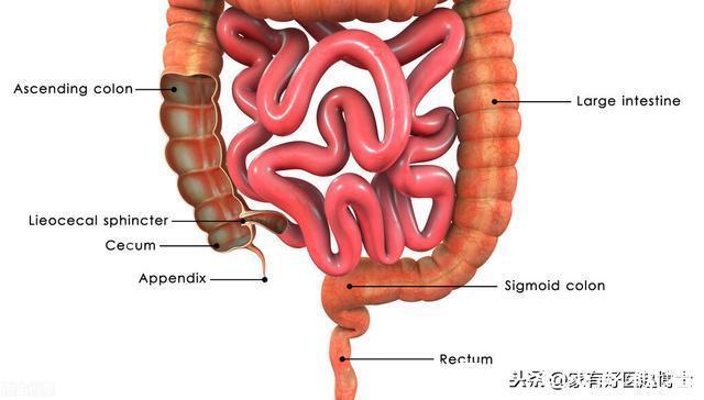 乳果糖|功能性便秘如何形成,非药物治疗该怎样做,五大类通便药怎么用?