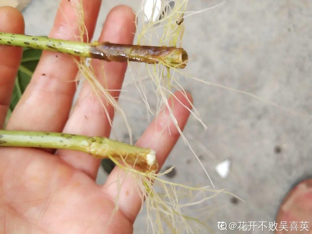 花手鞠|夏天扦插最好活，剪个枝条插土里，10天就生根