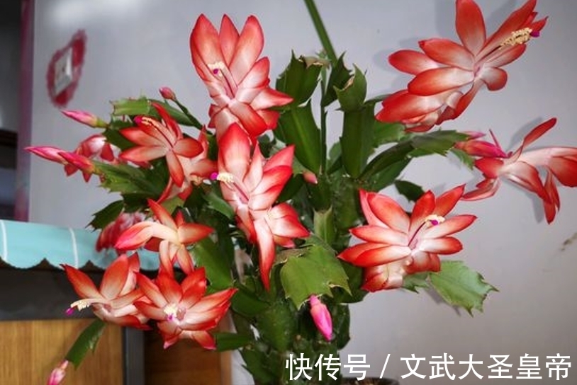 都说蟹爪兰难养,记住蟹爪兰有“8怕”,挨个避开,才能叶厚花多