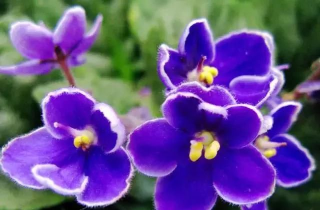  季节|3种花堪称“居家必备”，多季节开花，花大香浓，盆栽地栽皆适宜