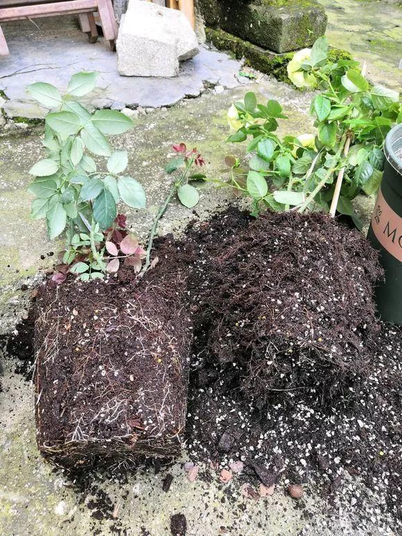 养花人|花盆里插1根筷子,解决了养花人的大难题,快试试看!