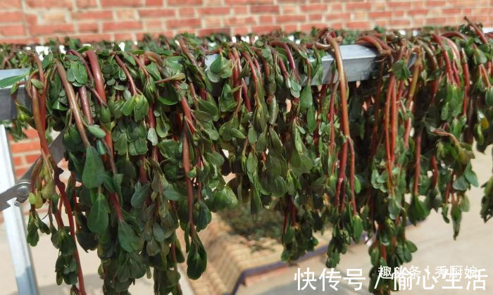 马齿苋|此菜农村到处是，新鲜的不起眼，晒干后太美味，冬天蒸包子吃真香