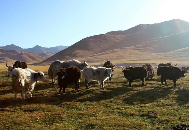 画堂春|《画堂春》22首:寒风总把老枝欺,栖乌何故声啼?