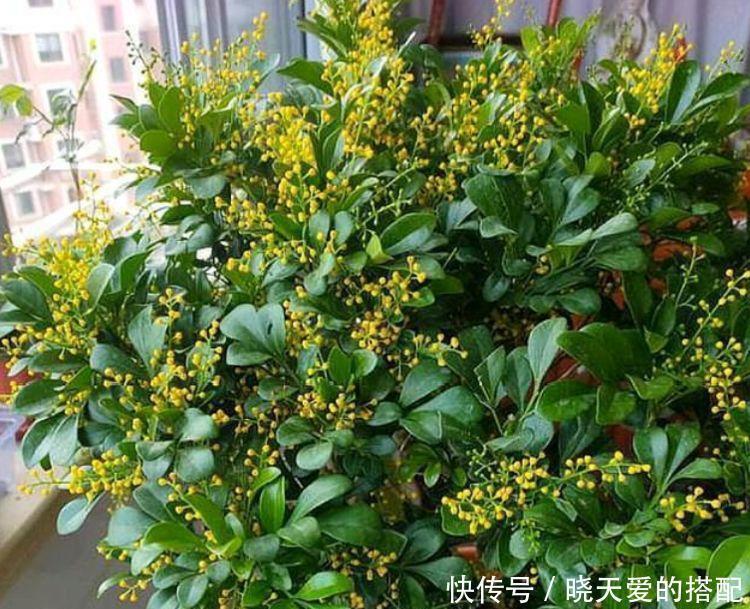 家养这些植物,改善睡眠质量,一觉睡到天亮,还好养