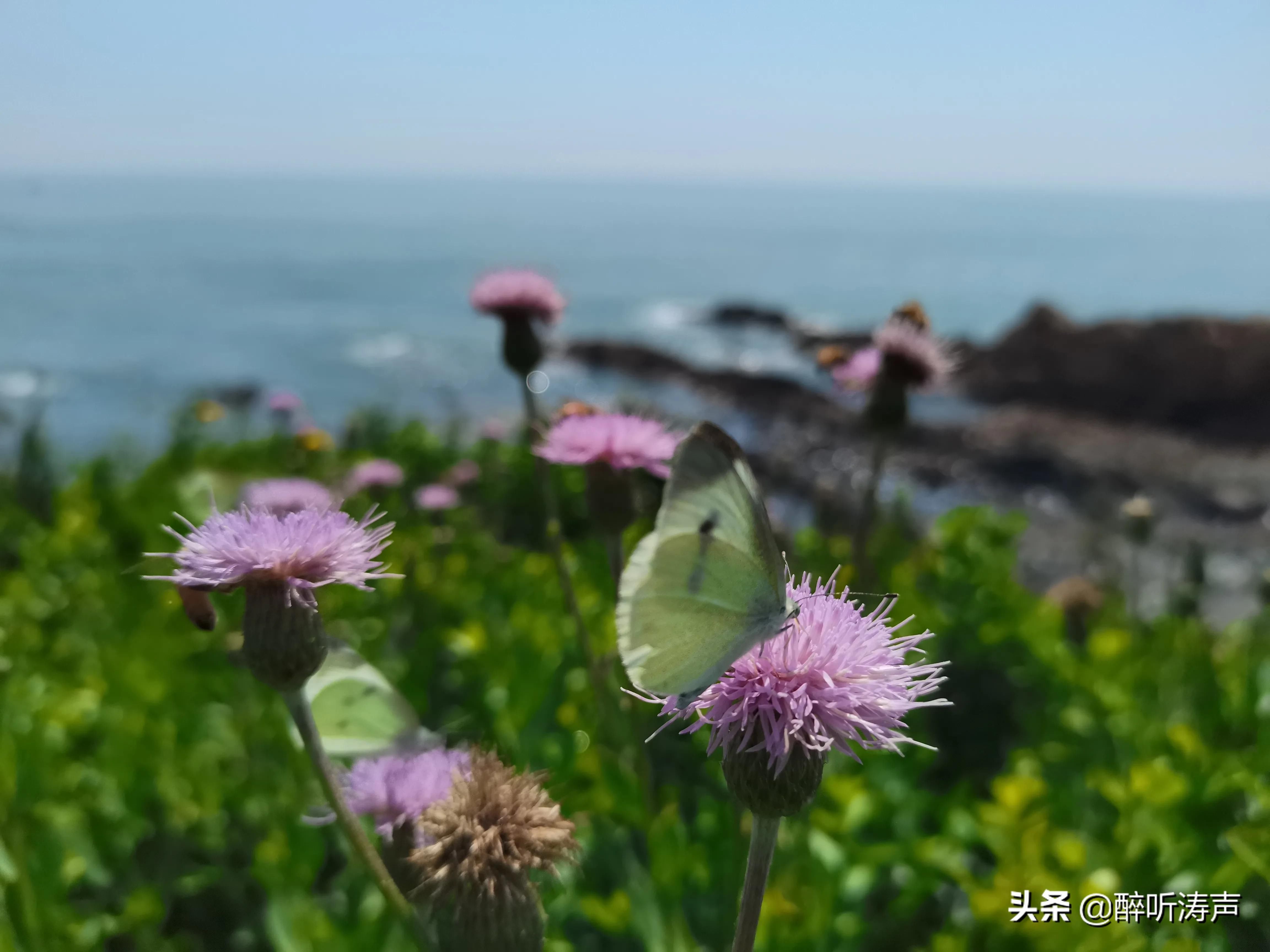 难以形容|天蓝海蓝花海一片片，难以形容的东环岛路之美