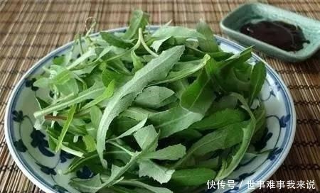 苦菜|藥食同源，民間苦菜，被古本草列為極品，遍布農村鄉下卻少有人知