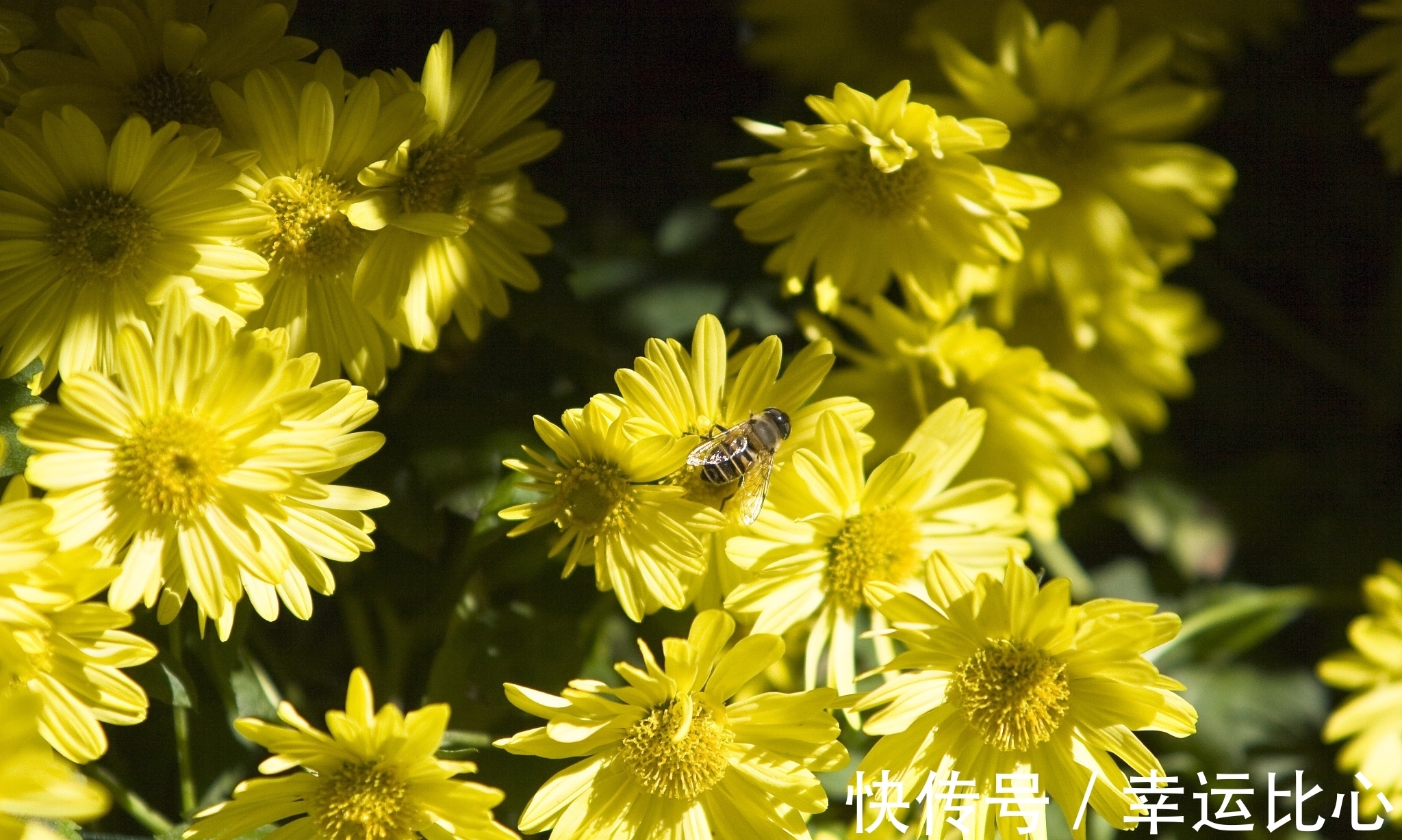 池荷！欧阳修是北宋文坛领袖，也是千古文章四大家之一，他的诗您喜欢吗