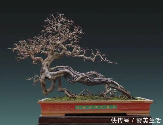 树木|盆景制作技法夏天来到，盆景脱衣换锦，有6种好处