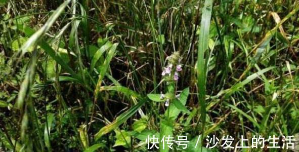 细叶|农村一种野草，治疗“牙痛”效果极好，知道的人并不多，你认识吗