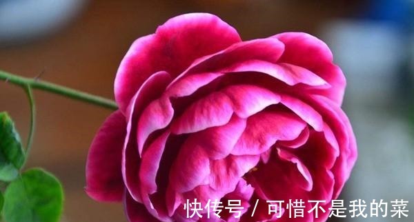 奥斯汀|推荐15种欧月月季任你选，开花最多、花量最大，超美！