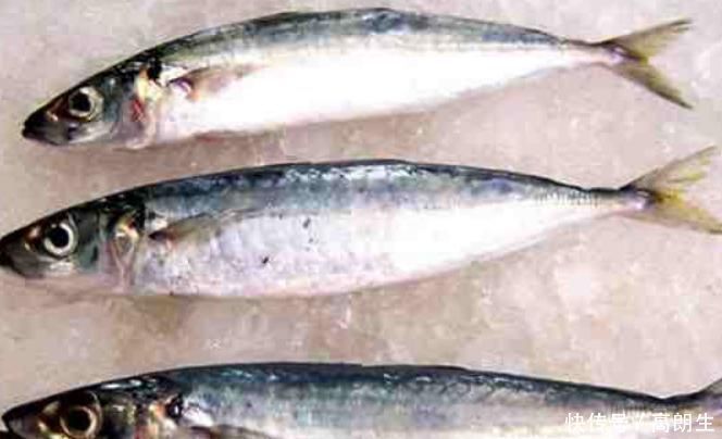 这些鱼都是地地道道的海鱼，口感鲜嫩，价格比淡水鱼还便宜!