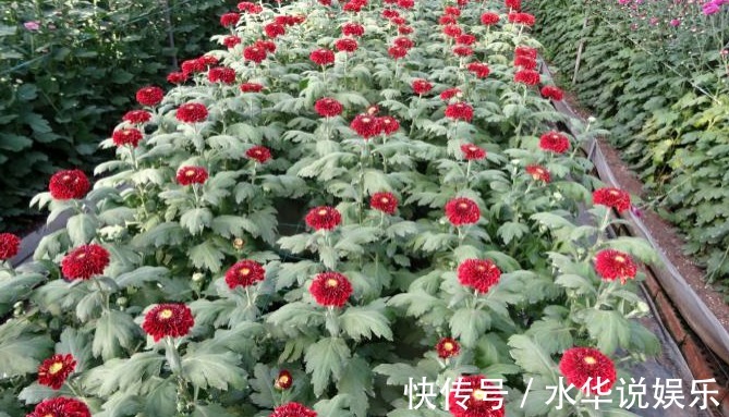 菊花展|喜欢菊花，不如养盆优良名菊‘乒乓菊’淡雅秀丽，清新之美！