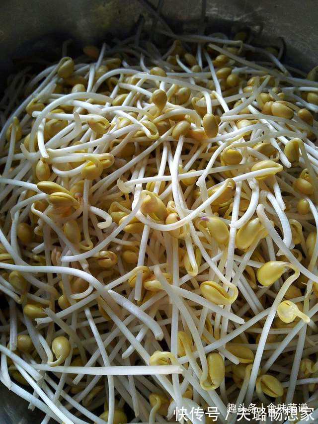 教你在家发豆芽，不用土壤不用肥料，3天就能吃，脆嫩营养又卫生